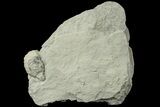 Cystoid (Holocystites) Fossil - Indiana #186795-1